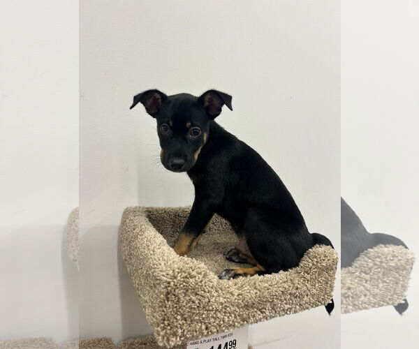 Medium Photo #3 Jack Russell Terrier Puppy For Sale in The Woodlands, TX, USA