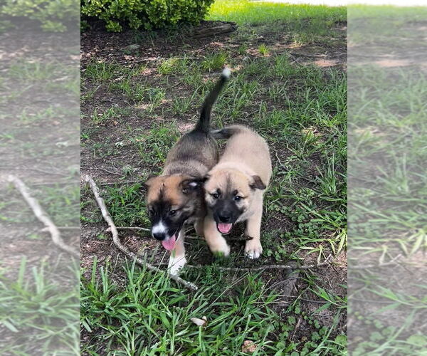 Medium Photo #2 German Shepherd Dog-Unknown Mix Puppy For Sale in Raleigh, NC, USA