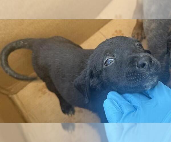 Medium Photo #1 Labrador Retriever-Unknown Mix Puppy For Sale in San Antonio, TX, USA