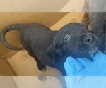 Small Labrador Retriever Mix