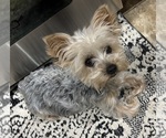 Small Photo #1 Yorkshire Terrier Puppy For Sale in MARICOPA, AZ, USA