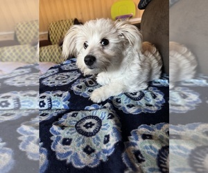Bichon-A-Ranian Puppy for sale in CONWAY, SC, USA