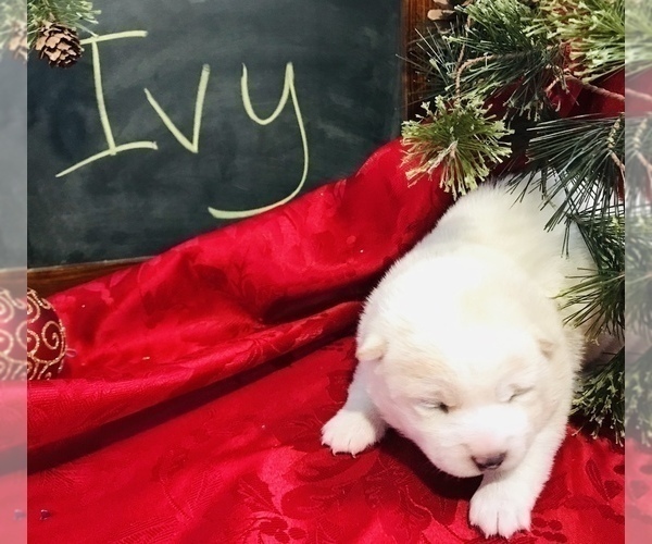 Medium Photo #1 Shiba Inu Puppy For Sale in SULLIVAN, IL, USA