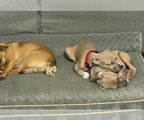 Medium Photo #5 Mutt Puppy For Sale in Rockville, MD, USA