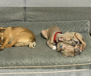 Bonnie (puppy) - Female Mutt Dog for Adoption - Photo #5