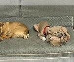 Small Photo #5 Mutt Puppy For Sale in Rockville, MD, USA