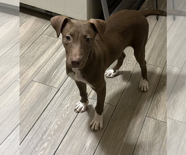 Medium Photo #3 Chocolate Labrador retriever-Whippet Mix Puppy For Sale in Virginia Beach, VA, USA