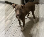 Small #2 Chocolate Labrador retriever-Whippet Mix