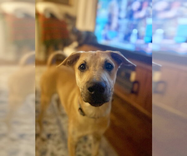 Medium Photo #2 Labrador Retriever-Unknown Mix Puppy For Sale in Virginia Beach, VA, USA