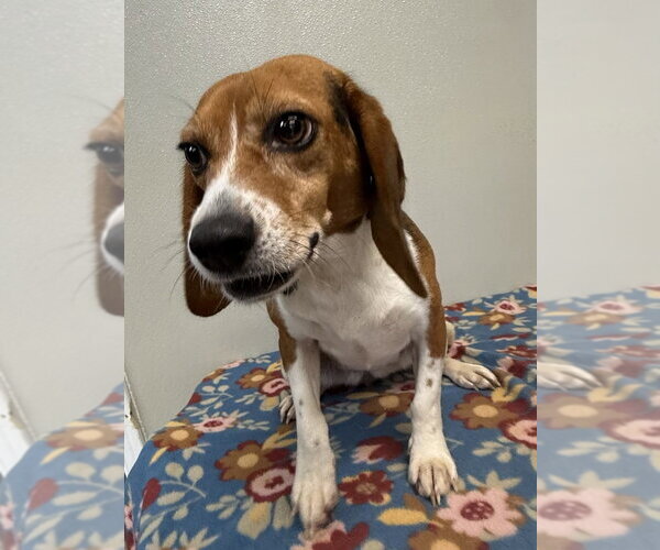 Medium Photo #3 Beagle Puppy For Sale in Osgood, IN, USA