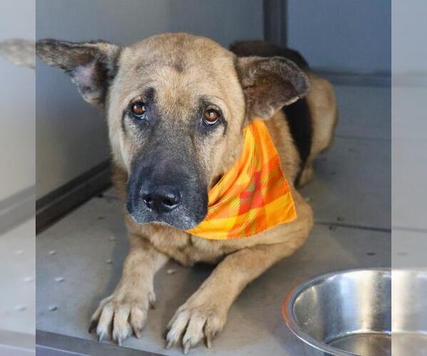 Medium Photo #1 German Shepherd Dog-Unknown Mix Puppy For Sale in San Antonio, TX, USA