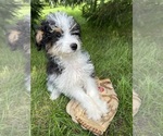 Small Photo #6 Bernedoodle (Miniature) Puppy For Sale in MIDDLEBURY, IN, USA