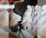 Small Photo #6 French Bulldog Puppy For Sale in EL CAJON, CA, USA