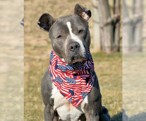 Medium Photo #2  Puppy For Sale in , 