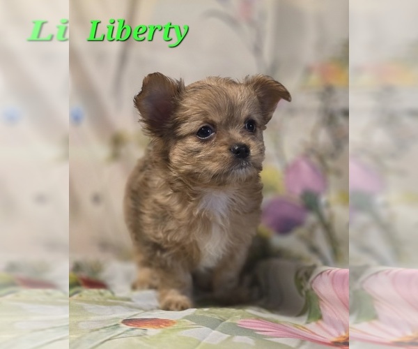 Medium Photo #5 Chorkie Puppy For Sale in HOMERVILLE, GA, USA