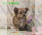 Small #4 Chorkie