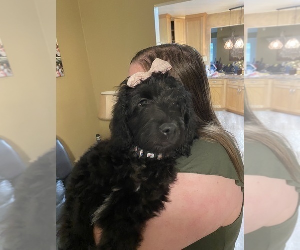 Medium Photo #4 Goldendoodle Puppy For Sale in LULING, LA, USA