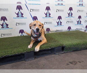Labrador Retriever-Unknown Mix Dogs for adoption in Orlando, FL, USA