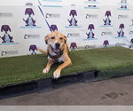 MATER - Male Labrador Retriever-Unknown Mix Dog for Adoption - Small photo