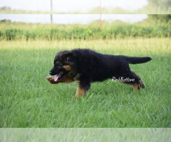 Medium Photo #4 German Shepherd Dog Puppy For Sale in MORRILTON, AR, USA