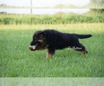 Small #3 German Shepherd Dog