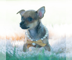 Small Photo #11 Chihuahua Puppy For Sale in WARSAW, IN, USA