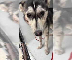 Siberian Husky Dogs for adoption in Houston, TX, USA