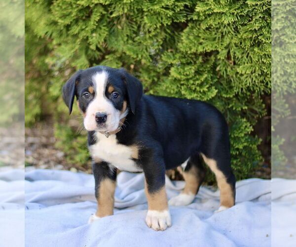Medium Photo #5 Greater Swiss Mountain Dog Puppy For Sale in RONKS, PA, USA