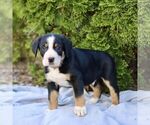 Small #4 Greater Swiss Mountain Dog
