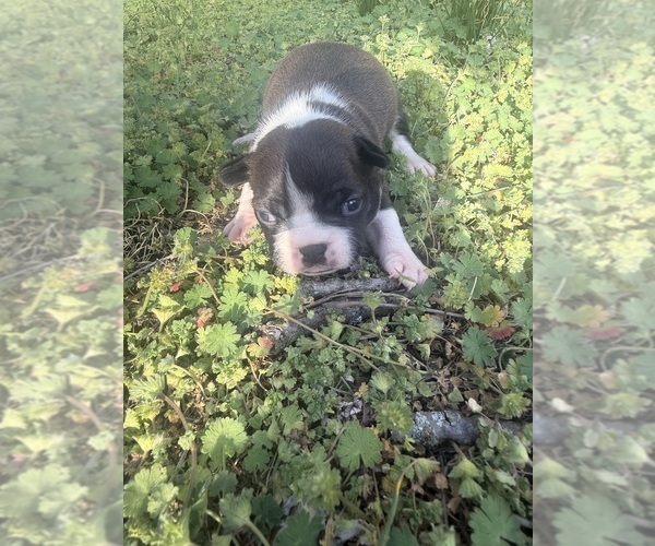 Medium Photo #5 Boston Terrier Puppy For Sale in FREDONIA, KS, USA