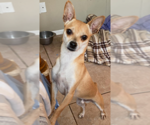 Chihuahua-Unknown Mix Dogs for adoption in Cranston, RI, USA