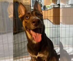 Mutt Dogs for adoption in Dana Point, CA, USA