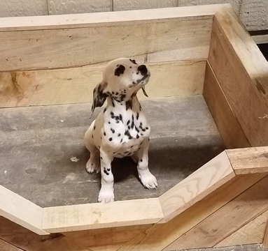 Medium Photo #1 Dalmatian Puppy For Sale in ARTHUR, IL, USA