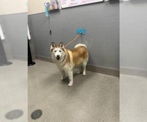 Siberian Husky-Unknown Mix Dogs for adoption in Las Vegas, NV, USA