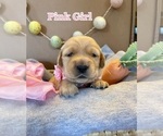 Small Photo #9 Golden Retriever Puppy For Sale in PEORIA, AZ, USA