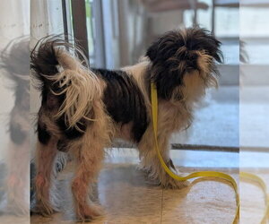 Shih Tzu-Unknown Mix Dogs for adoption in Plano, TX, USA
