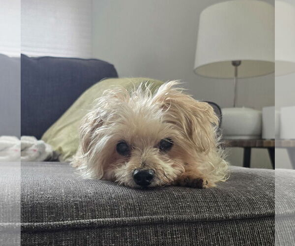 Medium Photo #5 Mutt Puppy For Sale in Farmington, MN, USA