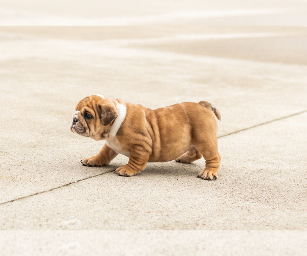 Medium Photo #3 English Bulldog Puppy For Sale in BOURBON, IN, USA