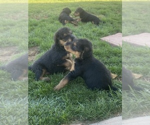 Airedale Terrier Puppy for sale in SIERRA VISTA, AZ, USA