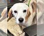 Small #8 Beagle Mix