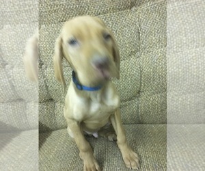 Vizsla Puppy for sale in CASHTON, WI, USA