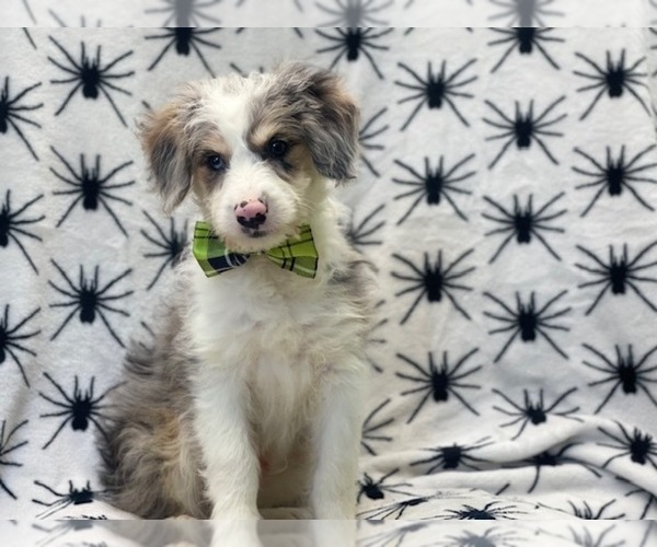 Medium Photo #8 Aussiedoodle Miniature  Puppy For Sale in LAKELAND, FL, USA