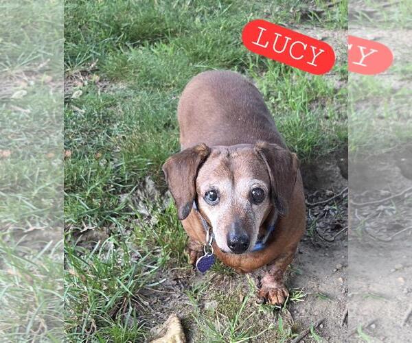 Medium Photo #1 Dachshund Puppy For Sale in Taunton, MA, USA