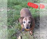 Small Dachshund