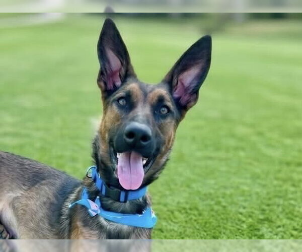 Medium Photo #3 Mutt Puppy For Sale in Martinez, CA, USA