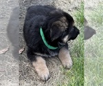 Small #13 German Shepherd Dog