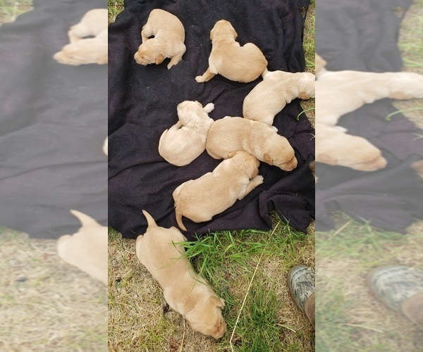 Medium Photo #2 Labrador Retriever Puppy For Sale in OLYMPIA, WA, USA
