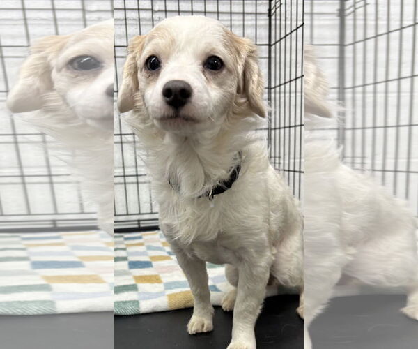 Medium Photo #1 Chion Puppy For Sale in York, SC, USA