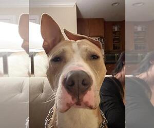 Mutt Dogs for adoption in Crete, IL, USA