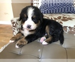 Small Photo #3 Bernese Mountain Dog Puppy For Sale in HORSE SHOE, NC, USA
